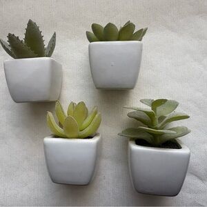 Set of Four Succulent Plants in White Pots